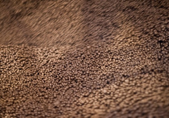 Vale testa biocarvão na produção de pelotas