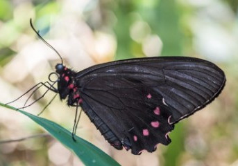 Espécie rara e ameaçada de borboleta é vista em Brumadinho