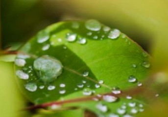 Suzano lança programa Cuidar da Água para engajar fornecedores na gestão de recursos hídricos