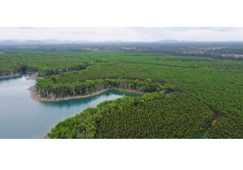 Itaú Unibanco, Marfrig, Rabobank, Santander, Suzano e Vale se unem para restaurar, conservar e preservar 4 milhões de hectares de florestas nativas no Brasil