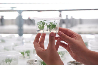 FuturaGene recebe aprovação da CTNBio