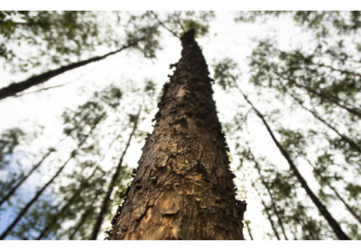 Bússola Conecta transforma oportunidade em emprego no norte do ES