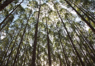 Projetos socioambientais desenvolvidos pela Suzano devem beneficiar mais de 2,3 mil pessoas no Estado de São Paulo