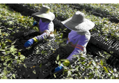 ArcelorMittal BioFlorestas celebra 68 anos de operação e 20 anos de Certificação FSC®