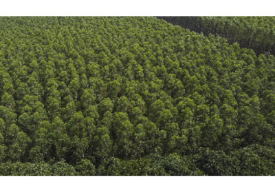 Suzano Ventures investe na Simplifyber para o desenvolvimento de soluções sustentáveis na indústria da moda, automotiva e bens de consumo