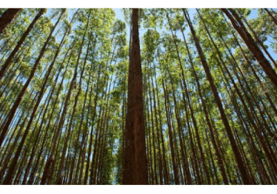 Suzano e a responsabilidade socioambiental: um compromisso com o futuro