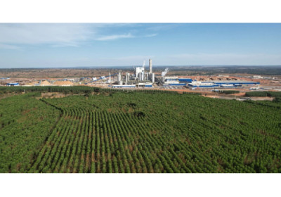 Com mais de R$ 300 milhões investidos no desenvolvimento de Ribas do Rio Pardo (MS), Suzano completa um ano de operações na cidade