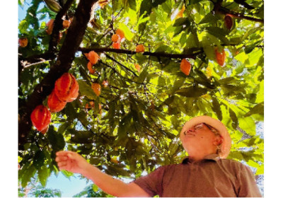 Assistência rural, da Samarco, ajuda no aumento da produção de cacau de cabruca na foz do Rio Doce