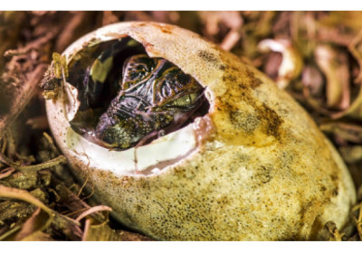 Projeto de repovoamento de jacarés no ES avança em 2026 com monitoramento científico e educação Ambiental