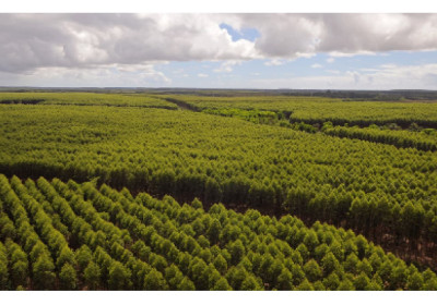 Simuladores reproduzem operações reais e aprimoram formação de profissionais da colheita florestal