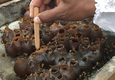 Aldeias indígenas de Aracruz (ES) colhem mel de abelhas nativas sem ferrão