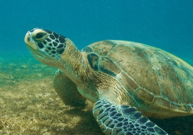 ArcelorMittal Tubarão e Projeto Tamar completam 20 anos de parceria com quase 5 mil tartarugas-verdes catalogadas