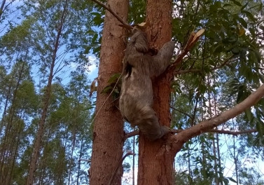 Veracel e Suzano se unem para realizar o maior monitoramento privado de fauna e flora do país