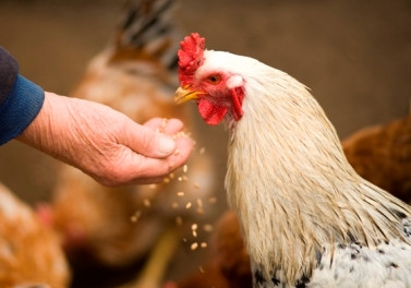 Cadeia produtiva de frango de corte tem apoio do Programa de Avicultura do Bandes
