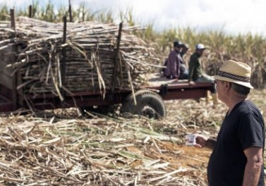 Alambique Princesa Isabel inicia produção de 30 mil litros de cachaça