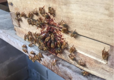 Famílias da foz do rio Doce apostam na criação de abelhas para a produção de mel como fonte de renda