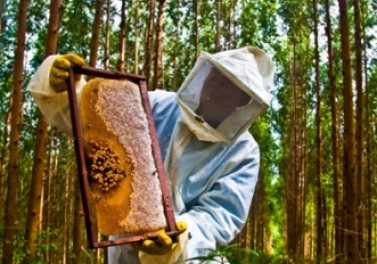 Fibria capacita apicultores em técnicas de vendas