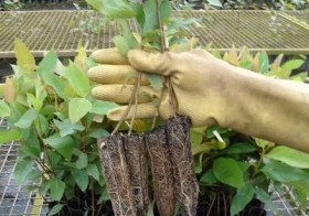 Fibria aprimora transporte de mudas de eucalipto para o campo