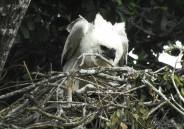 Filhote de harpia nasce na Reserva Natural Vale, em Linhares (ES)