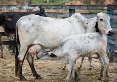 Fundação Renova e Emater promovem curso para criadores de gado leiteiro em Barra Longa