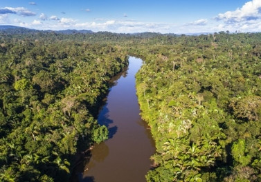 Fundo Vale, com Microsoft e Imazon, criarão Inteligência Artificial na proteção da Amazônia