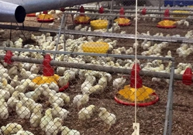 Produtores integrados ao Programa de Avicultura do Bandes inauguram granja em Brejetuba