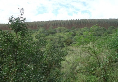 Suzano promoveu a restauração ambiental em 6,7 mil hectares nos últimos dez anos