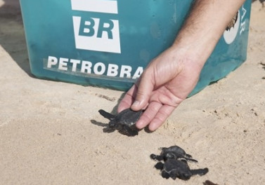 Tamar e Petrobras anunciam a chegada da tartaruga protegida 40 milhões