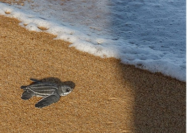 Tartarugas do Espírito Santo serão monitoradas pela Fundação Renova e pelo Projeto Tamar
