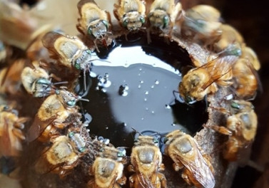 Parque Botânico promove exposição virtual para mostrar a importância das abelhas