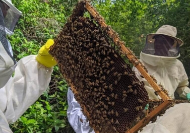 Fundação Renova: Curso de apicultura capacita produtores rurais em Itueta