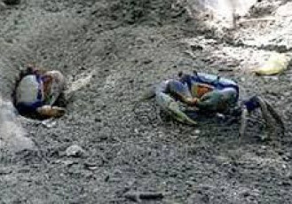 Catadores de caranguejo vão ganhar nova sede no município de Serra