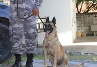 Estação Conhecimento Serra e Polícia Militar oferecem curso de adestrador de cães