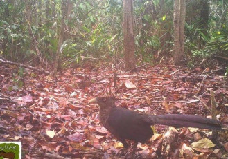 Fibria e Instituto Marcos Daniel registram ave rara em Reserva localizada em Linhares