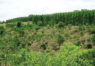 Fibria restaura mais de 4 mil hectares de Mata Atlântica no Espírito Santo
