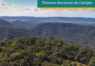 Dia da Amazônia: conheça as ações da Vale para a preservação da vegetação