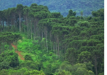 Fibria ultrapassa 20 mil hectares de áreas protegidas