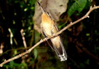 Monitoramento da Fibria no Espírito Santo registra espécies de aves raras