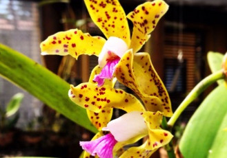 Parque Botânico Vale recebe exposição estadual de orquídeas