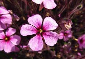 Parque Botânico Vale traz programação especial em setembro para celebrar a chegada da Primavera