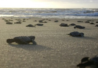 Tamar ultrapassa a marca de dois milhões de filhotes de tartarugas protegidos por ano