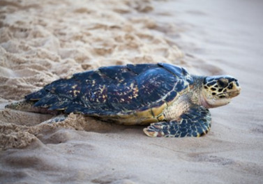 Tamar completa 40 anos na conservação de espécies de tartaruga marinha na costa brasileira