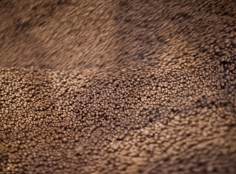 Vale testa biocarvão na produção de pelotas