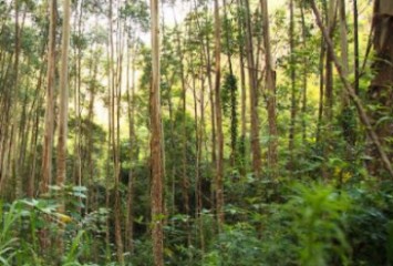 Suzano é destaque na categoria de Sustentabilidade do Deals of the Year Awards