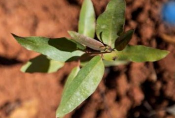 Suzano desenvolve iniciativa pioneira para potencializar a produtividade florestal