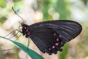 Espécie rara e ameaçada de borboleta é vista em Brumadinho