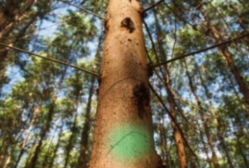 Lubrizol e Suzano firmam parceria para trazer ingredientes naturais e sustentáveis para a indústria de beleza, de cuidados pessoais e cuidados com o lar