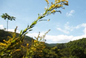 Suzano compõe carteira do Índice CDP Brasil de Resiliência Climática