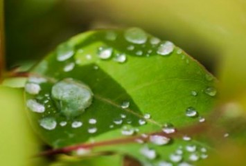 Suzano lança programa Cuidar da Água para engajar fornecedores na gestão de recursos hídricos
