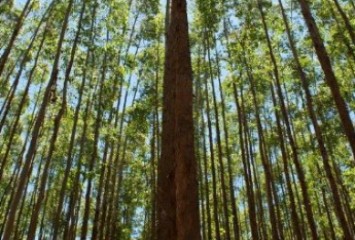 Suzano apresenta evolução de compromissos ambientais e sociais em 2021